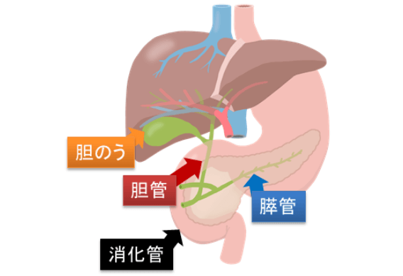 胆のう 胆管 消化管 膵管