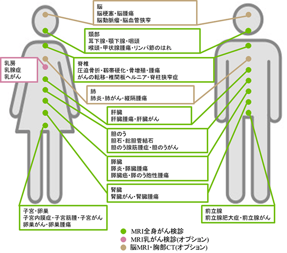 MRI全身がん検診 MRI乳がん検診（オプション） 脳MRI・胸部CT（オプション）